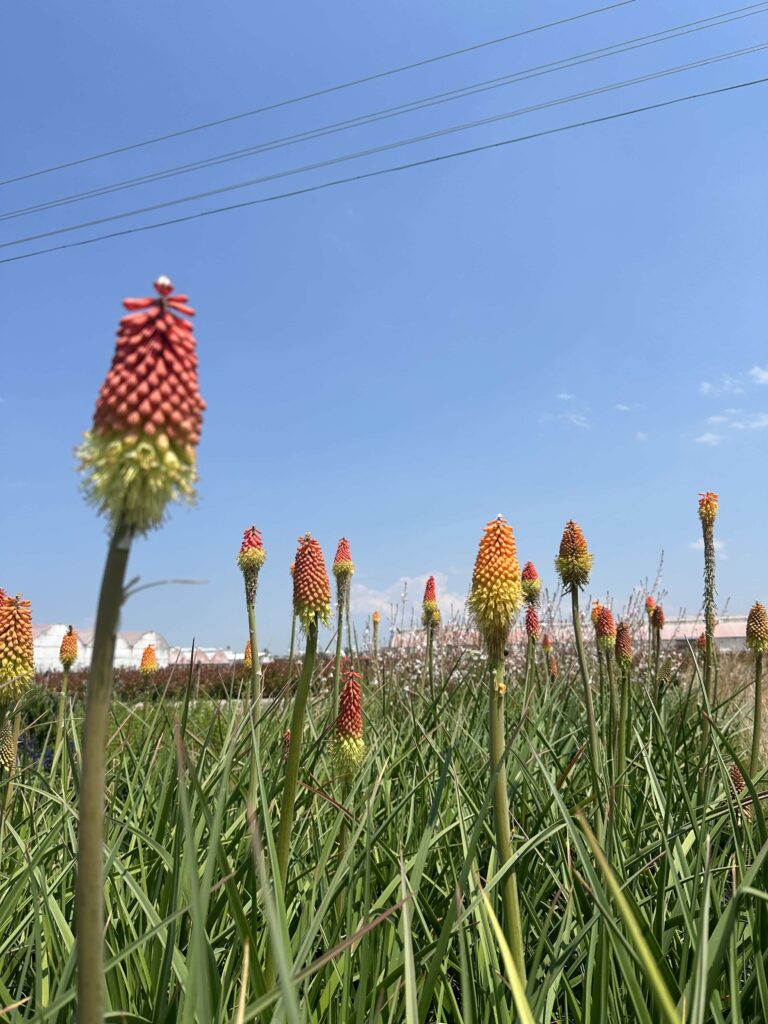 samast_home_gallery_01-min